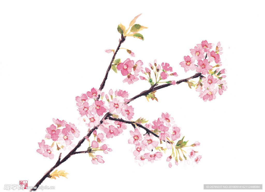 水彩桃花