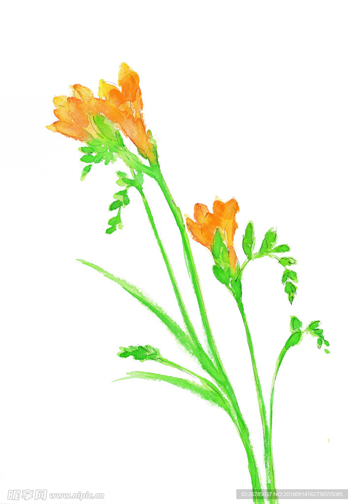 水彩花卉