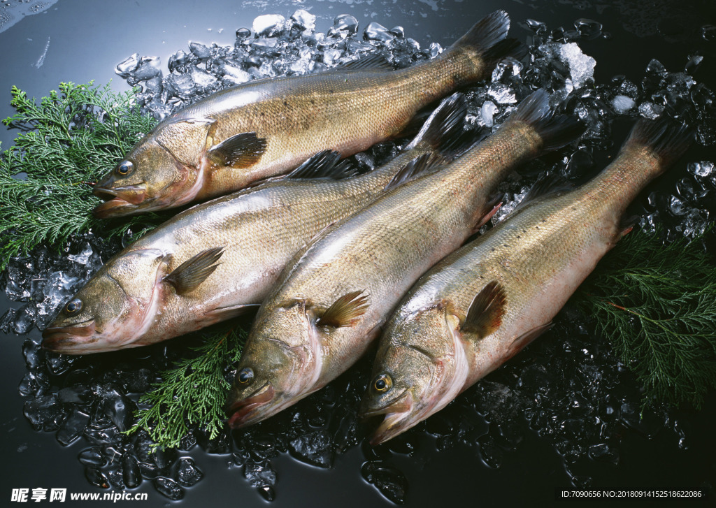 新鮮魚(yú)蝦貝蟹類(lèi)水生物