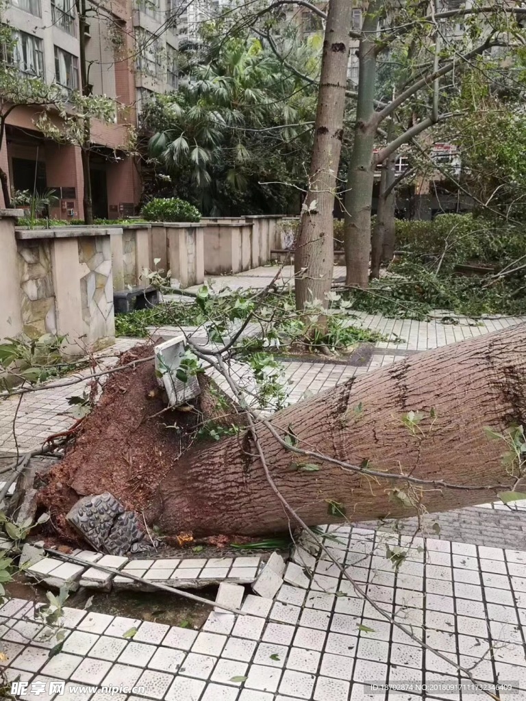 廣州最強臺風