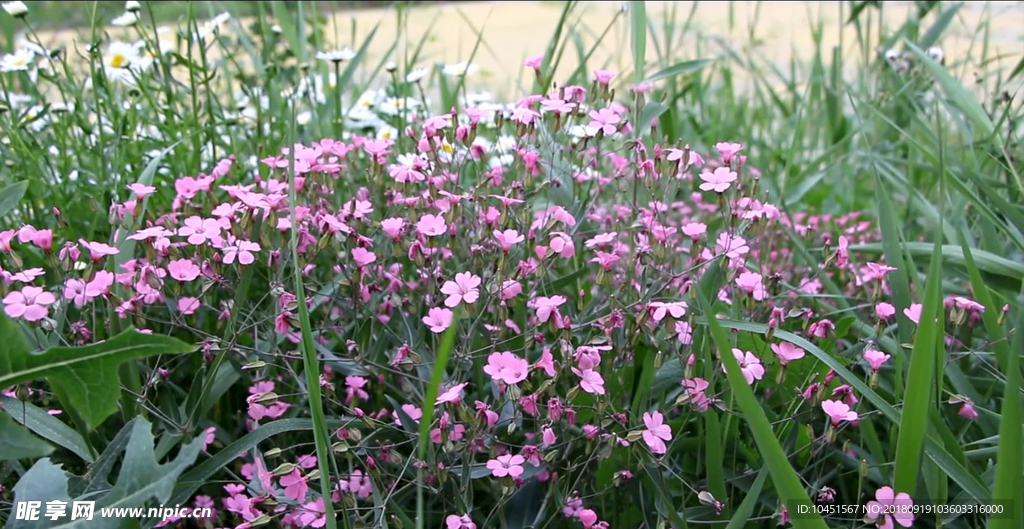 湖边麦蓝菜