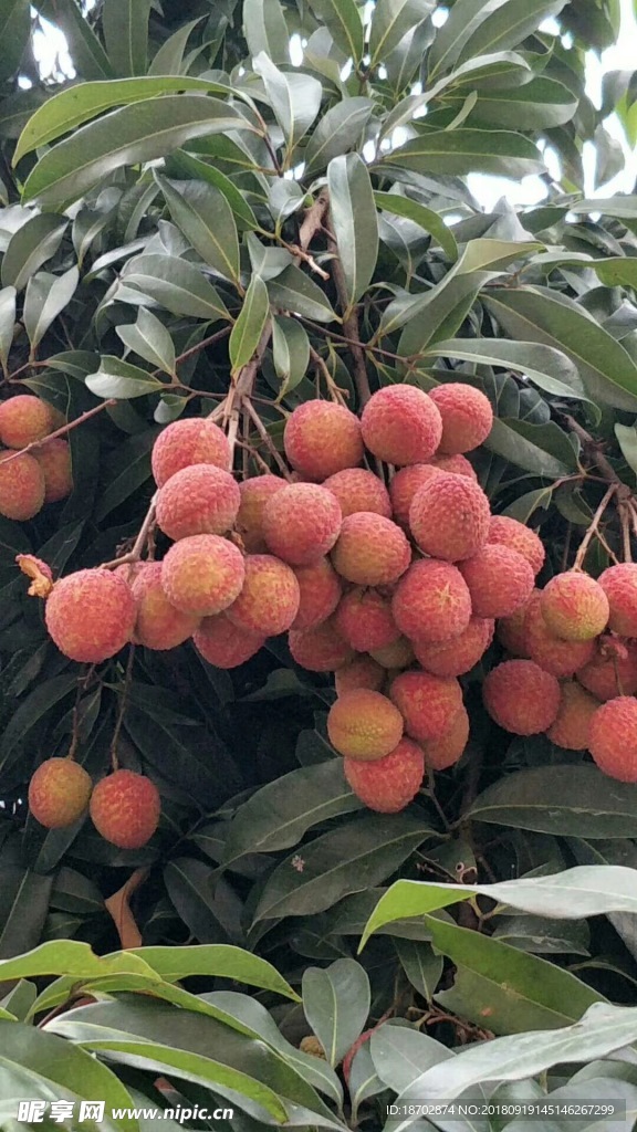 樹上荔枝