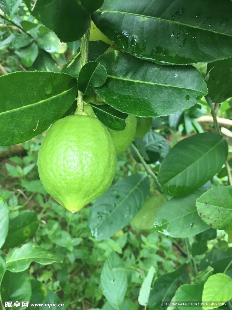綠色水果
