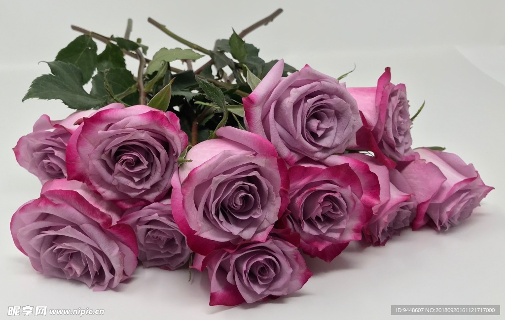 粉红色玫瑰鲜花图片