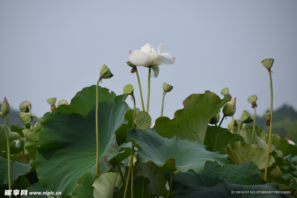 蓮花