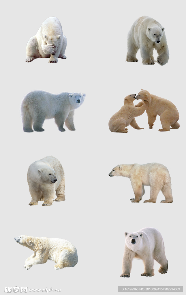 北极熊高清免抠素材图