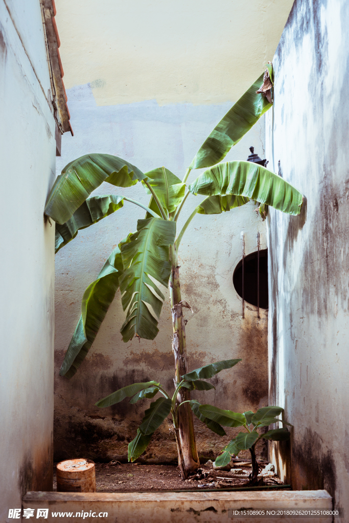 室內(nèi)植物