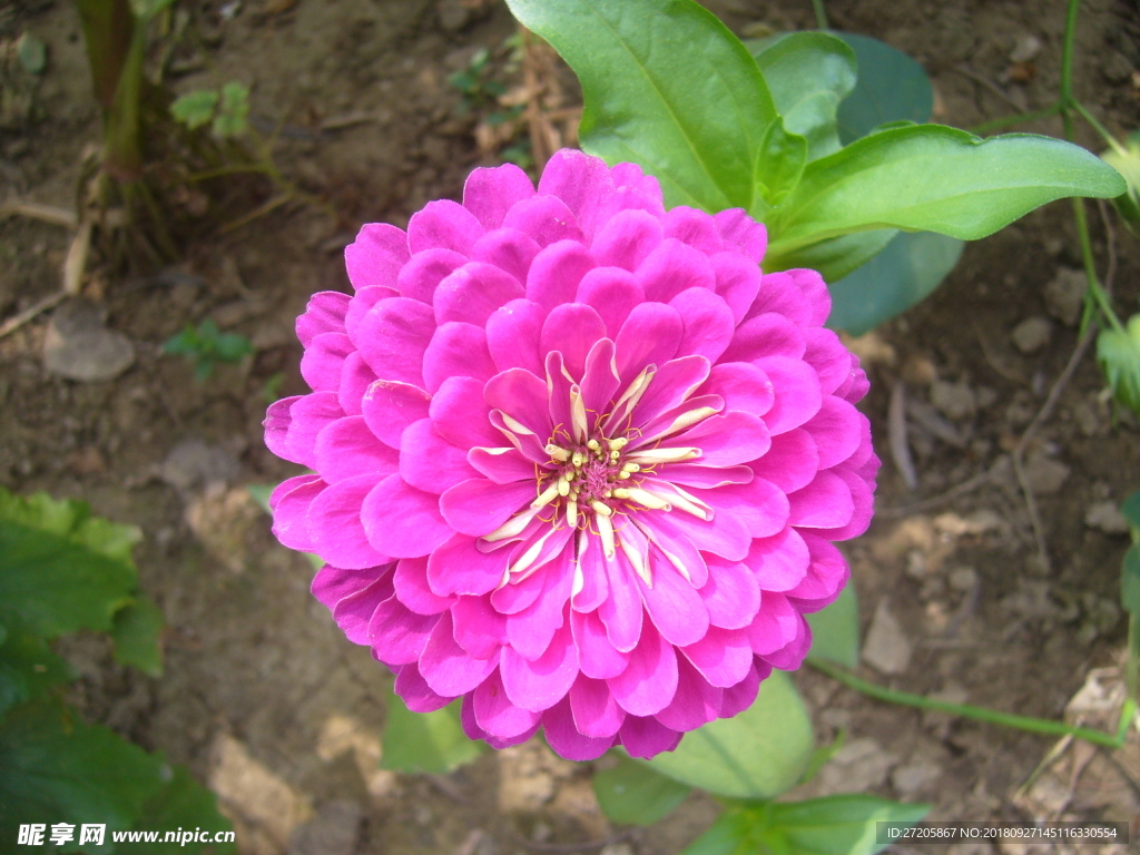 花卉