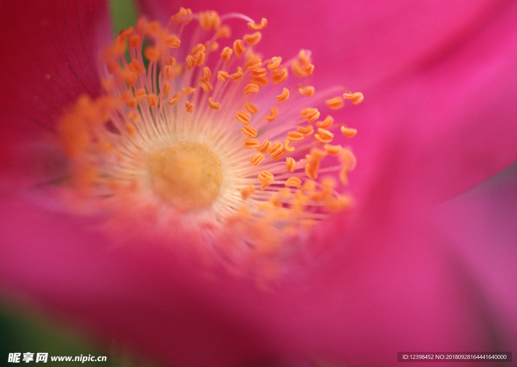 花蕊