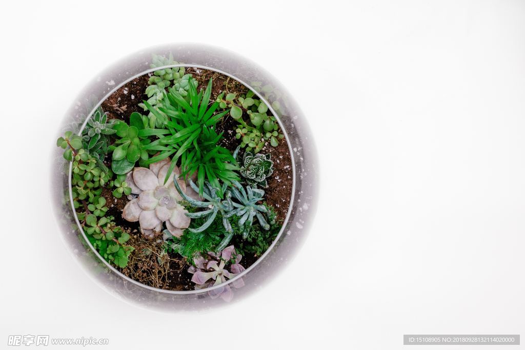 多肉植物