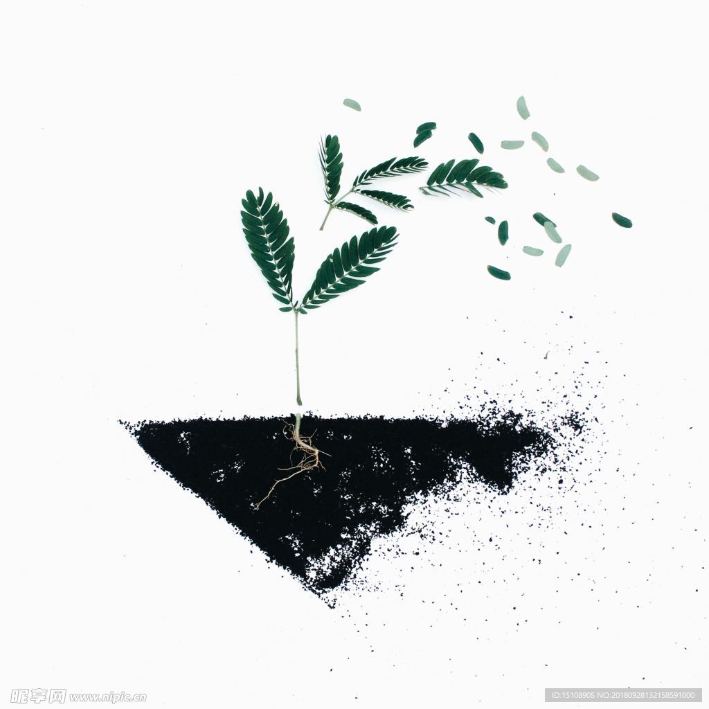 植物根莖