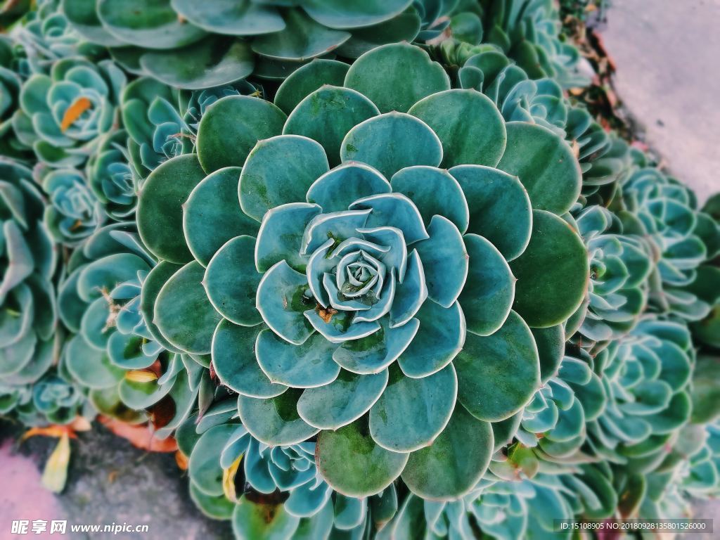 多肉植物