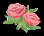 水彩玫瑰花