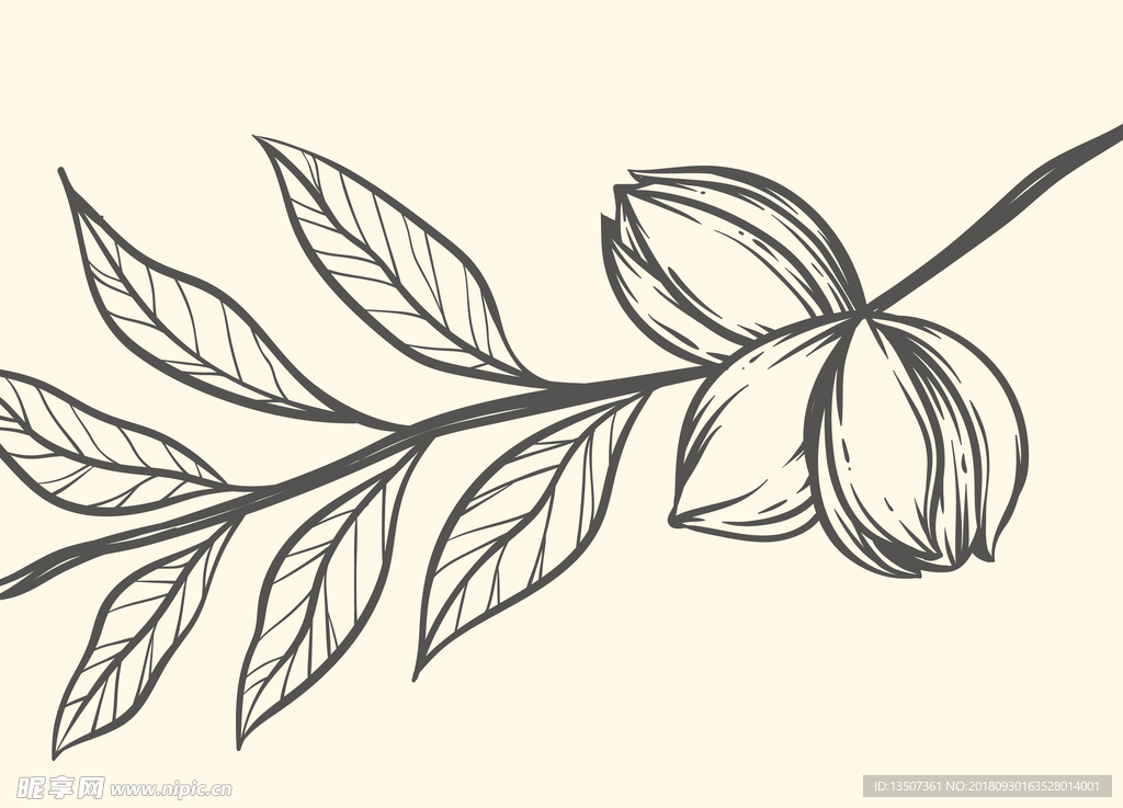 手绘黑白线描植物插画设计