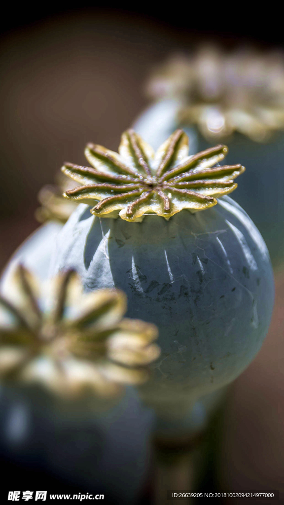 高清植物