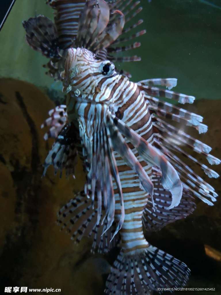 魚