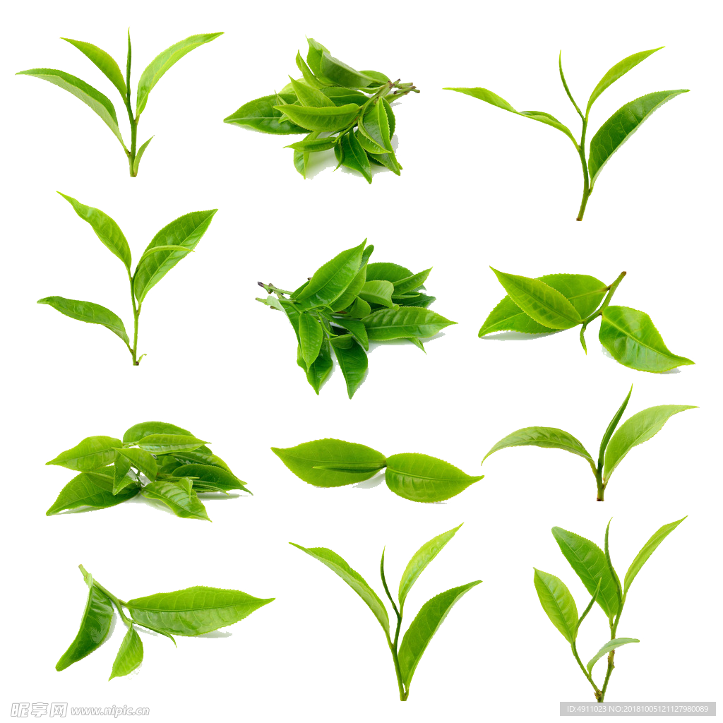 高清綠色茶葉免扣素材