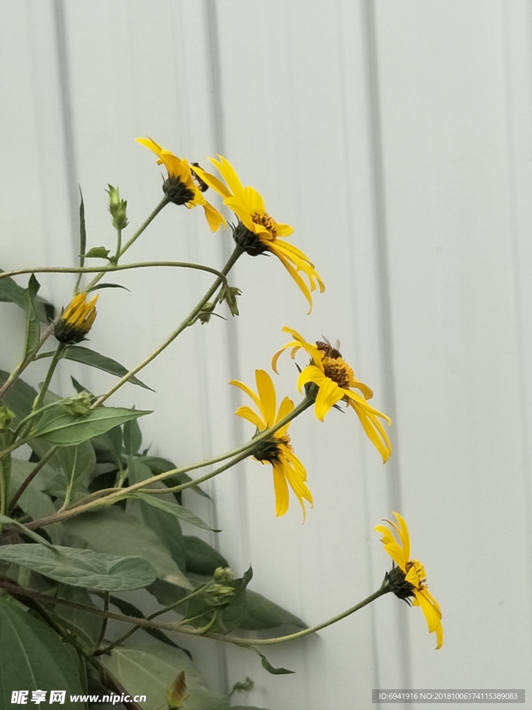 菊芋