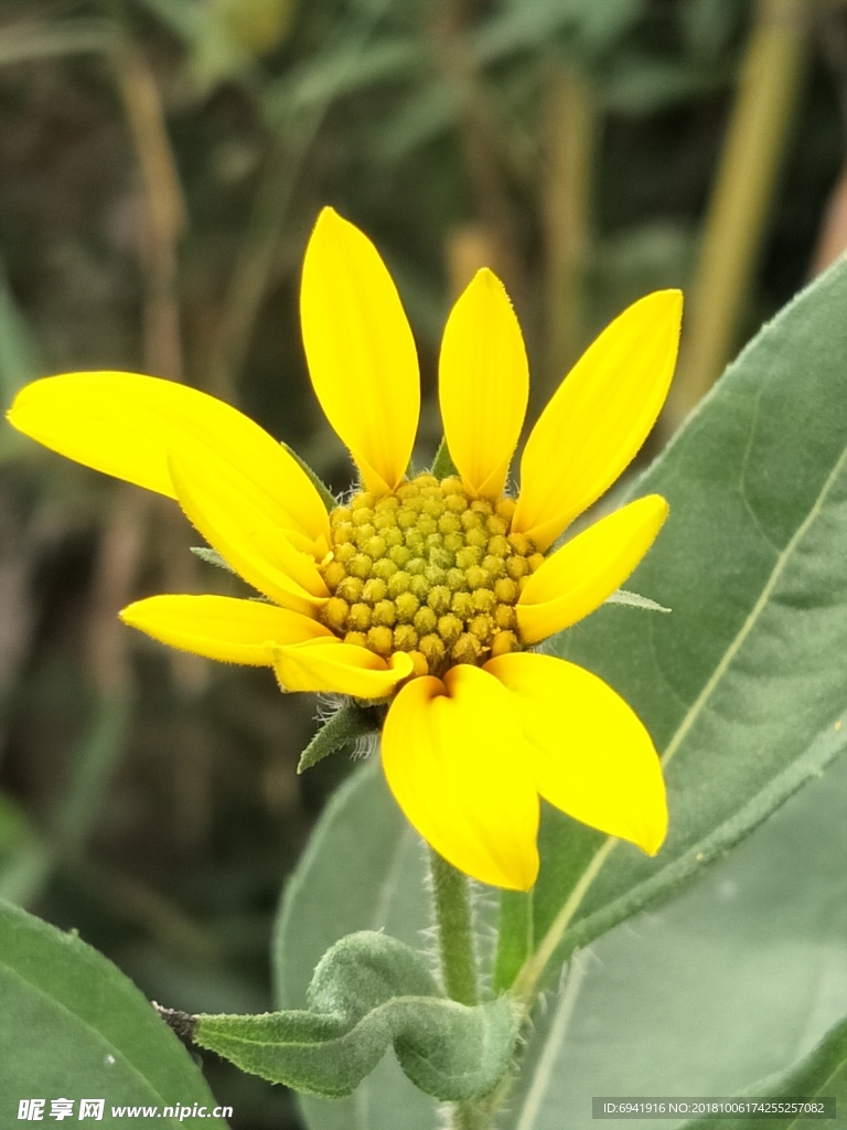 菊芋