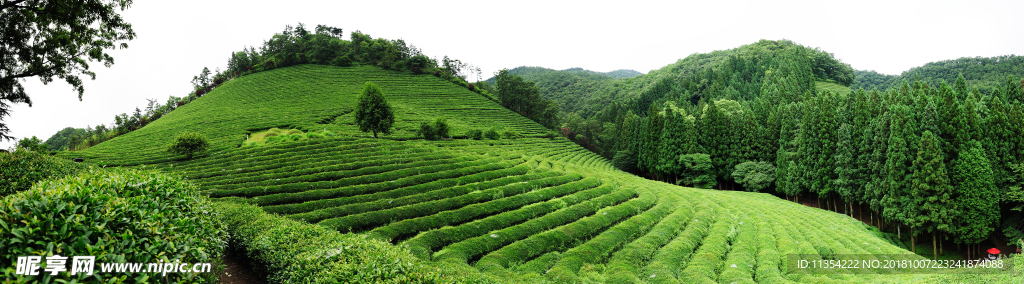 茶山茶园