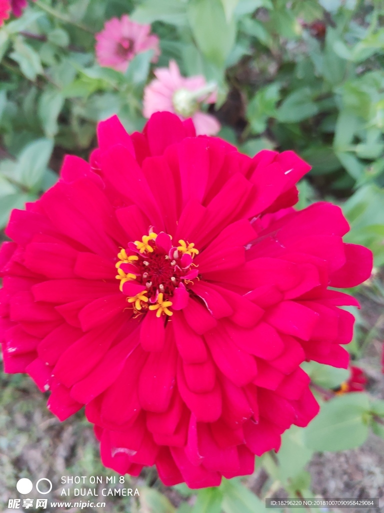 四季花