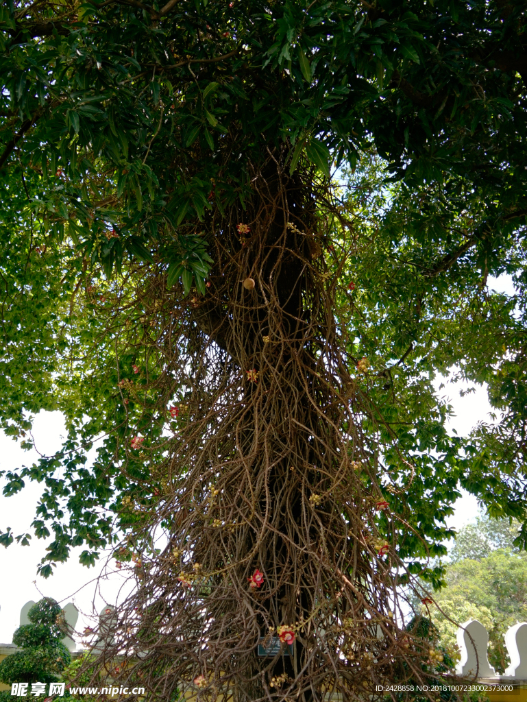柬埔寨皇宫大树