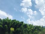 竹林 蓝天白云 风景照