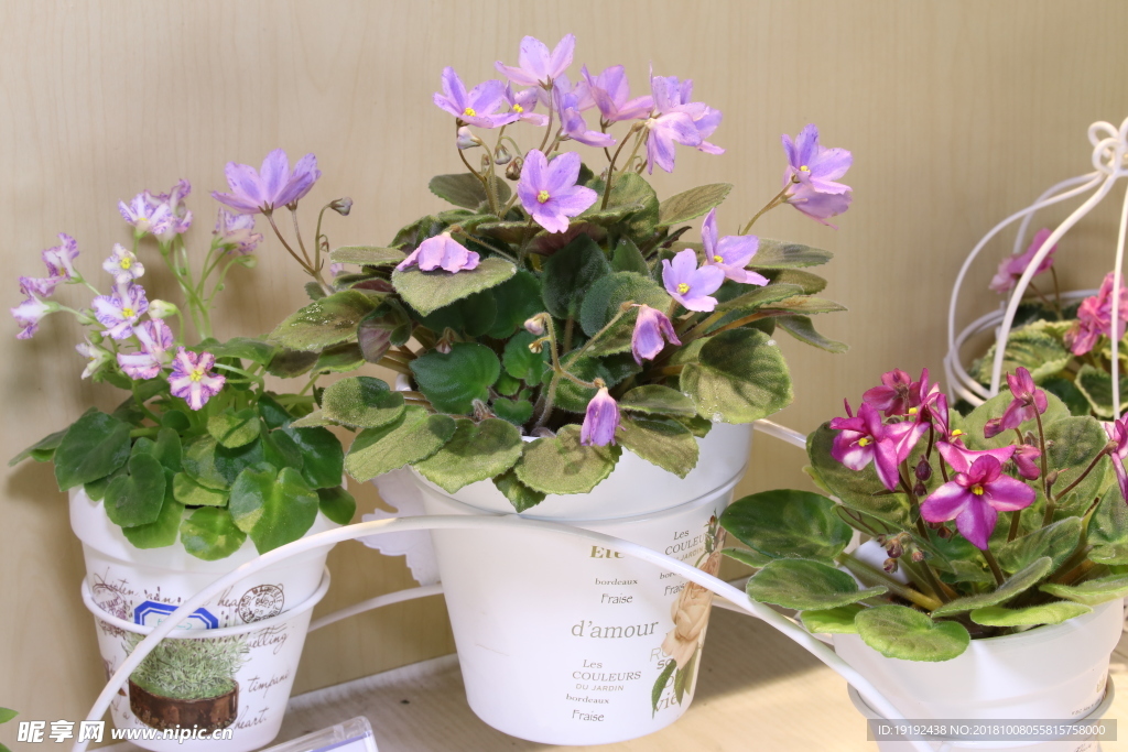 苦苣苔植物