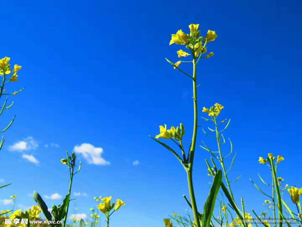 蘭天