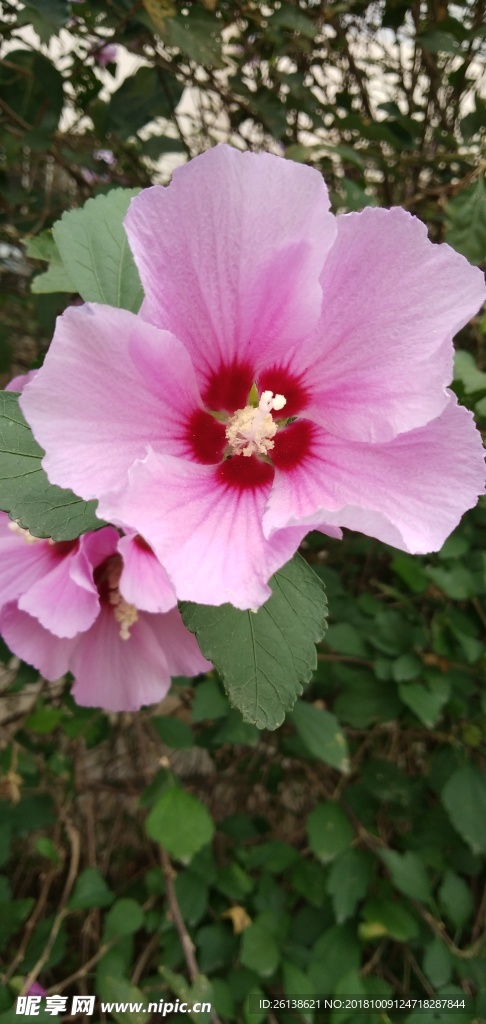 扶桑花花
