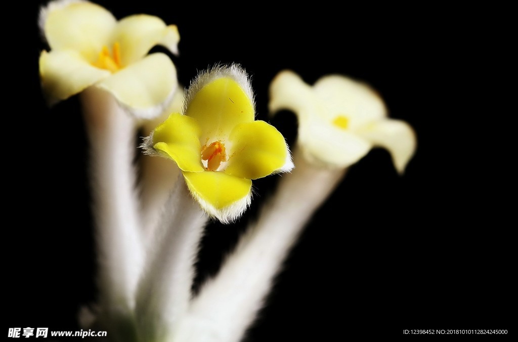 結(jié)香花
