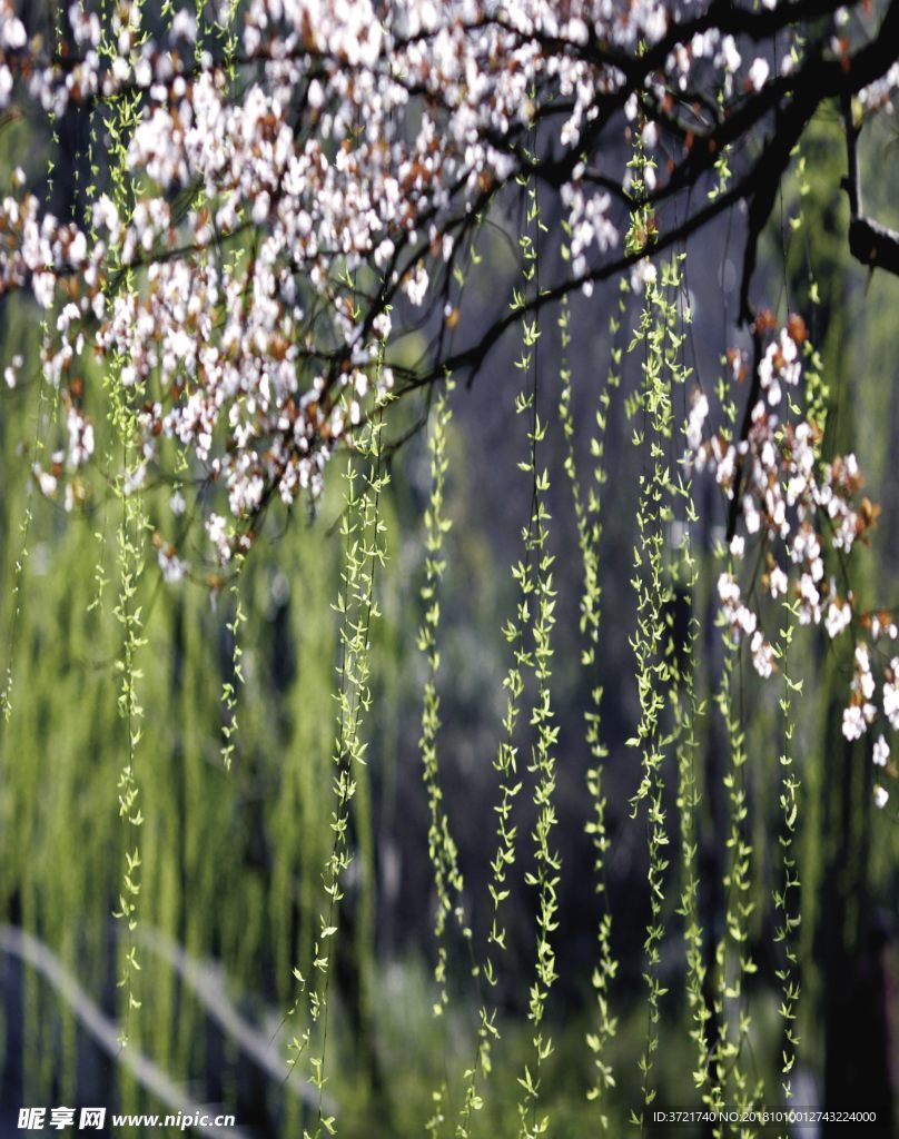 绿柳桃花