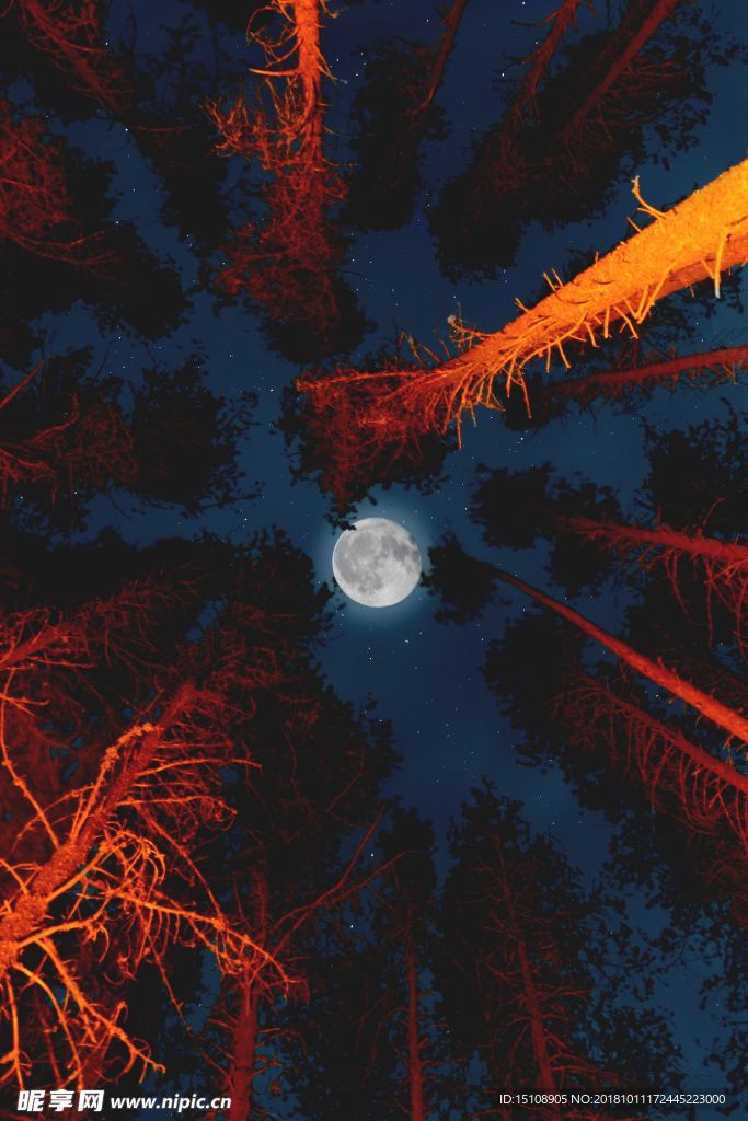 樹林星空