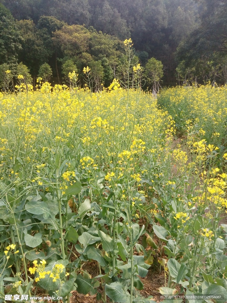一片油菜花