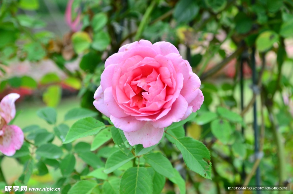 月季花
