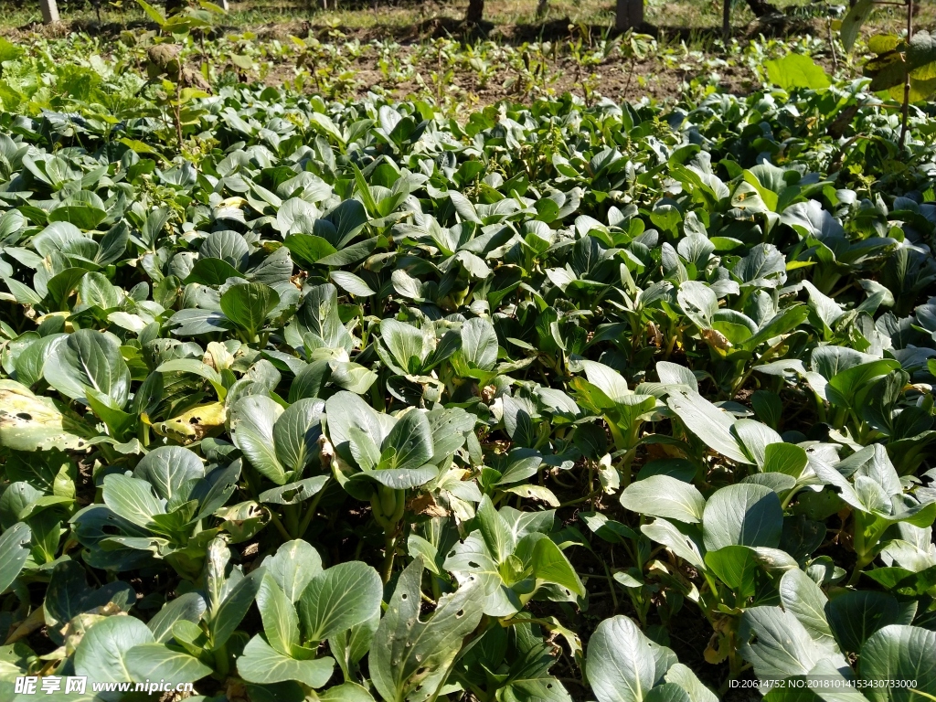 綠油油的蔬菜