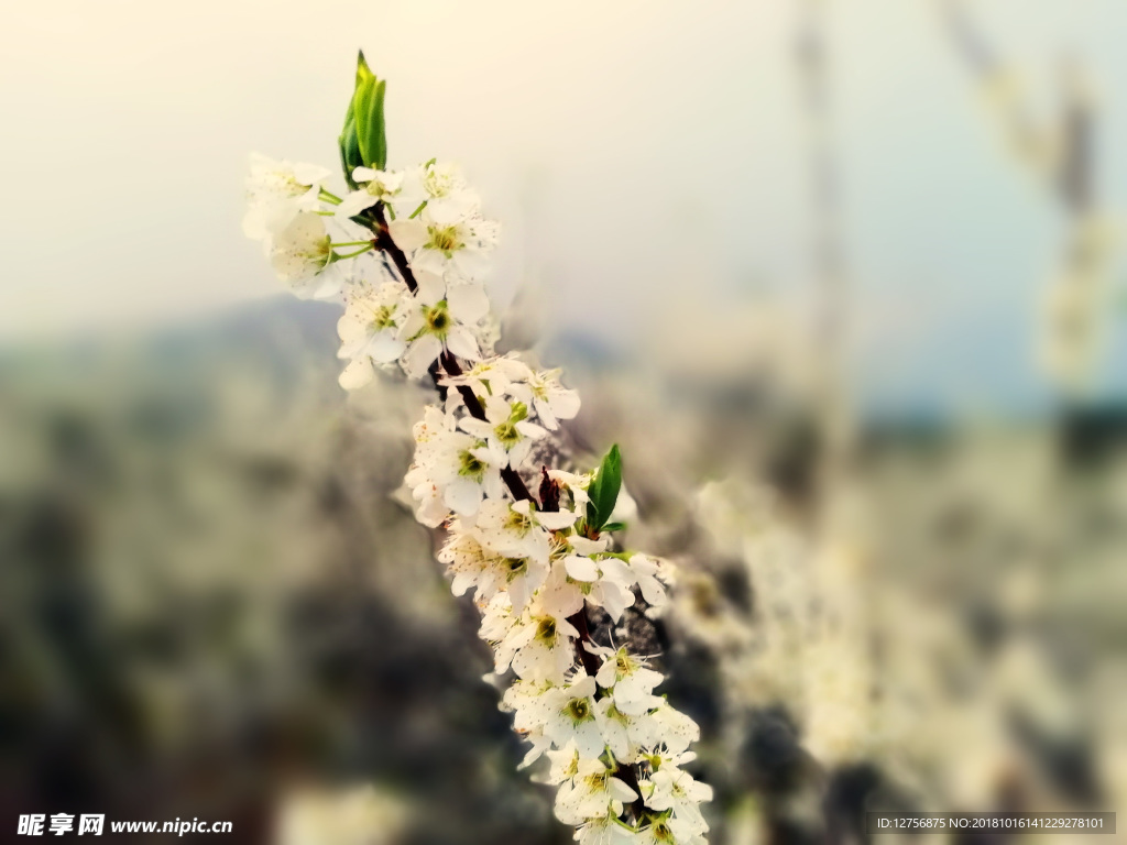 李花