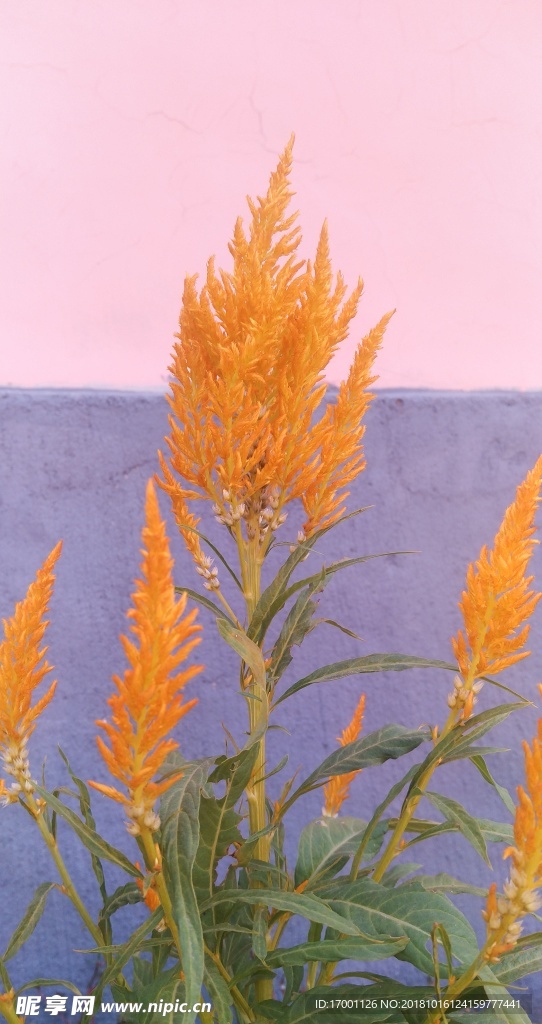 花