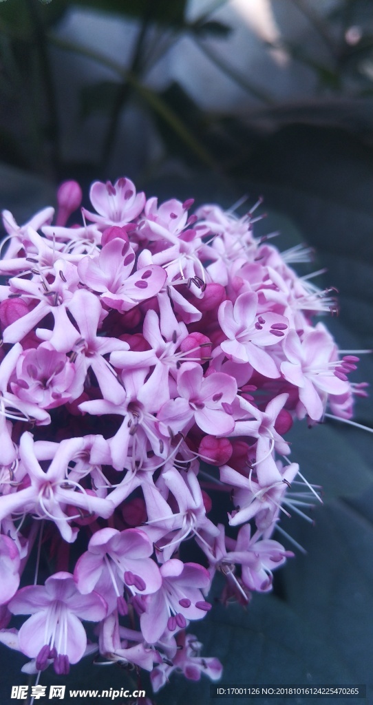 花