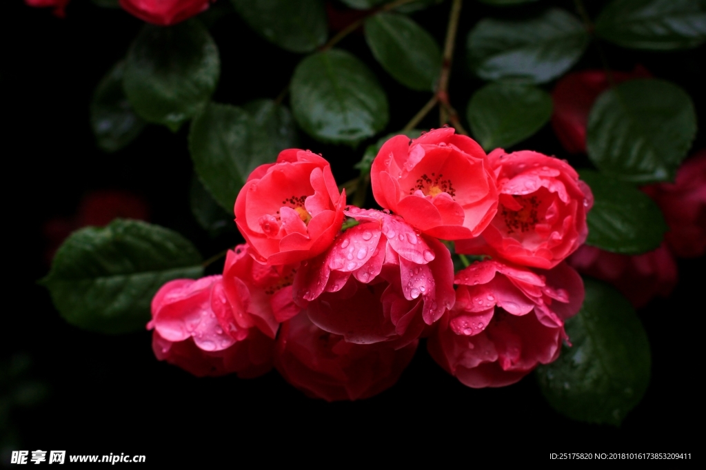 薔薇