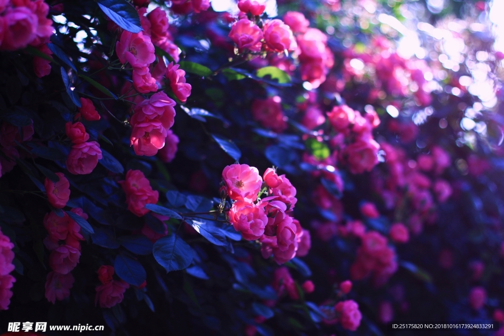 薔薇