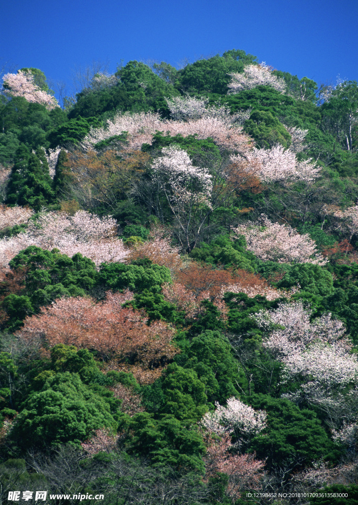 漫山遍野的杏花