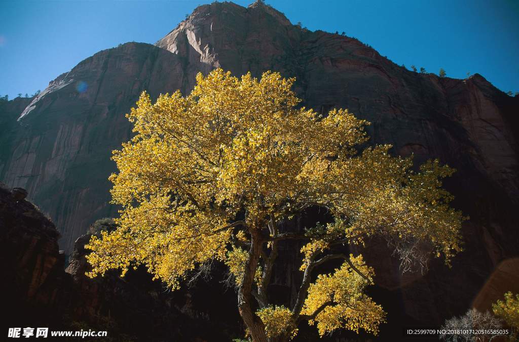 山