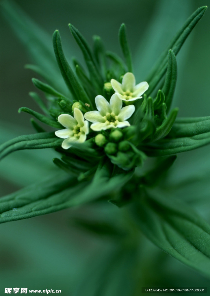 美麗的鮮花