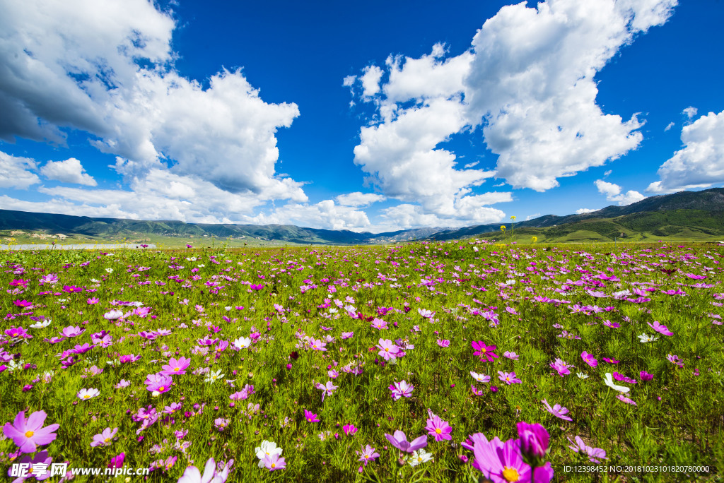 波斯菊