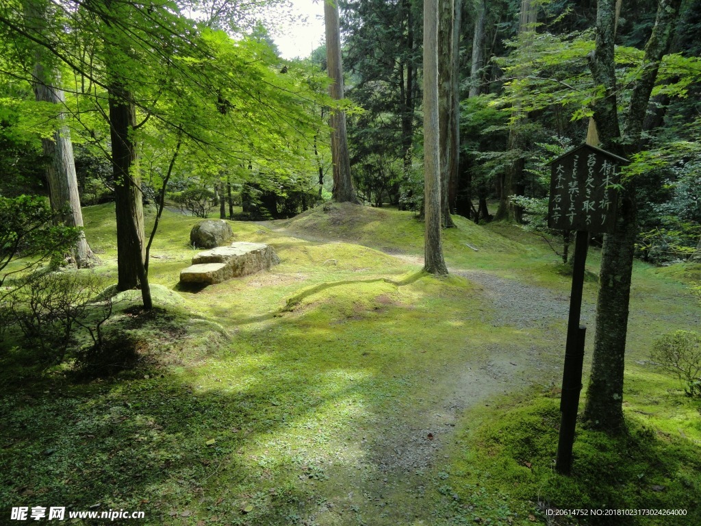美麗的樹林風景