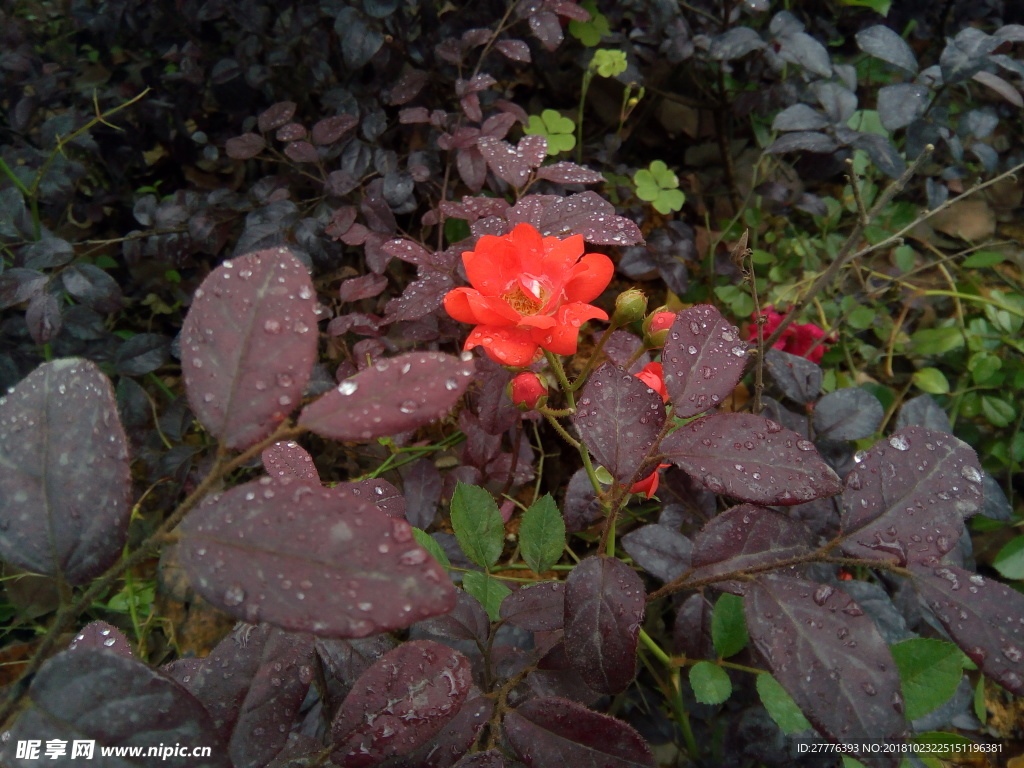 月季花