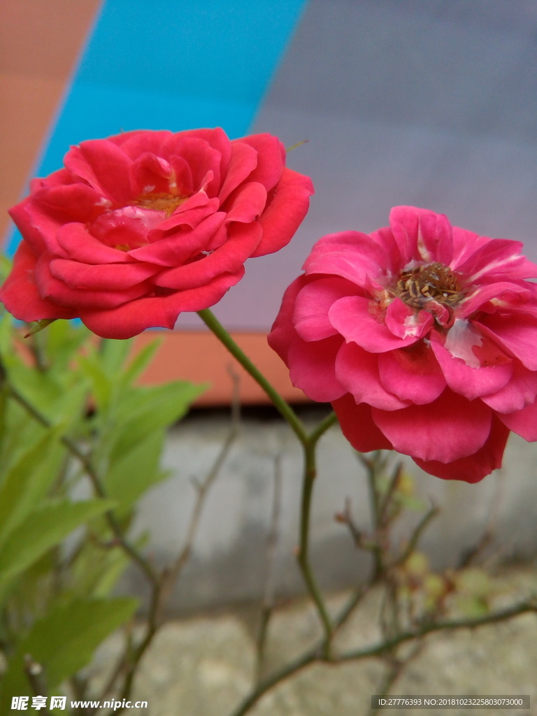 月季花
