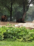 动物园棕熊狗熊