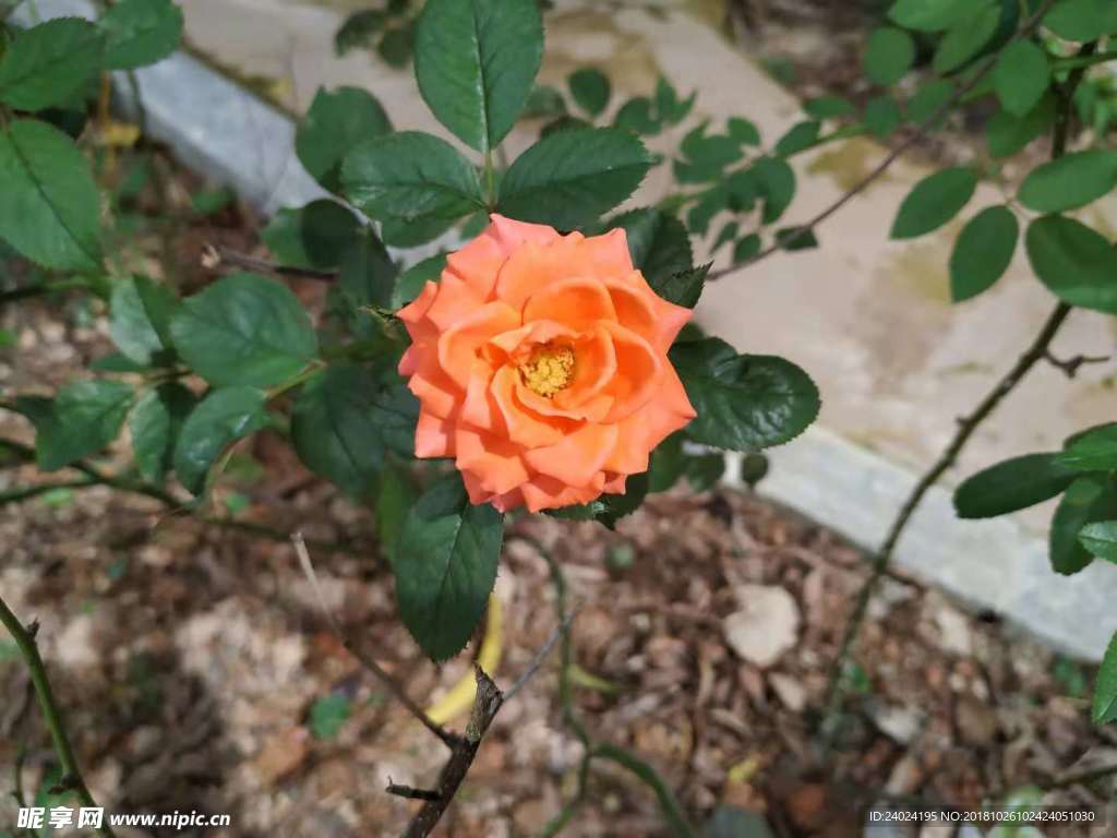 花卉